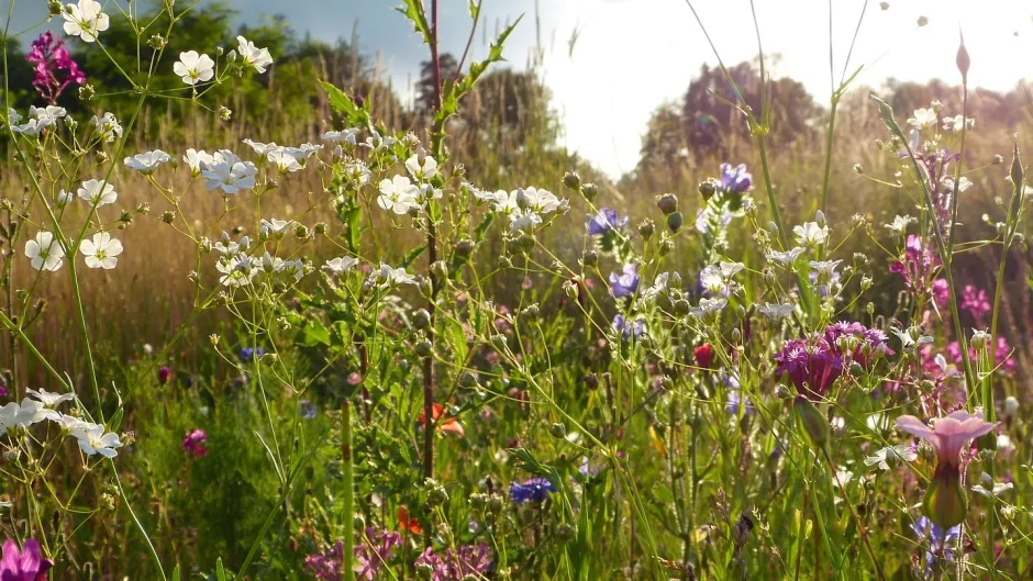 Wildblumenwiese